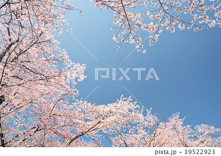 桜満開 背景素材 桜満開 背景素材 39522923