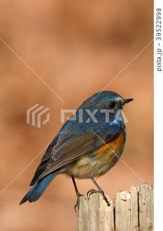 薬師池公園の野鳥 薬師池公園の野鳥 39522998