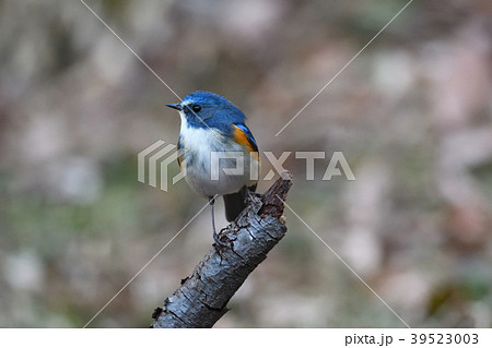 薬師池公園の野鳥 薬師池公園の野鳥 39523003