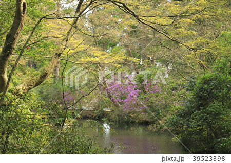 武蔵陵墓地（多摩御陵）　池とミツバツツジ 39523398