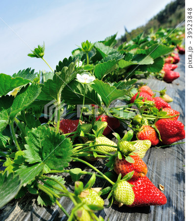 red and green strawberries in growth at garden 39523848