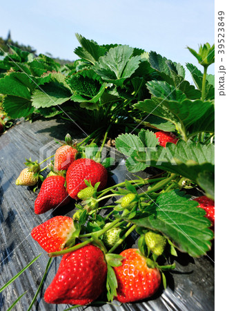 red and green strawberries in growth at garden 39523849