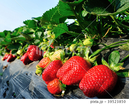 red and green strawberries in growth at garden 39523850