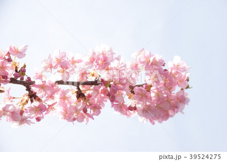 早咲き桜 早咲き桜 39524275