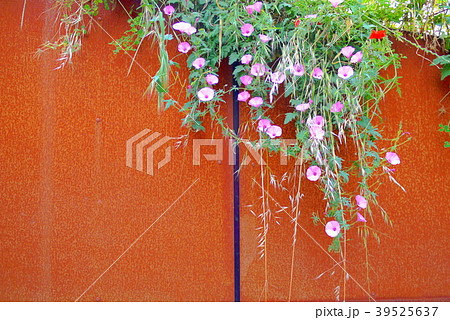 サントロペ　saint-tropez 39525637