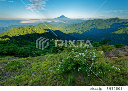 夏の丹沢・塔ノ岳のノイバラの花と富士山 39526014