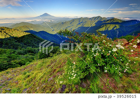 夏の丹沢・塔ノ岳のノイバラの花と富士山 夏の丹沢・塔ノ岳のノイバラの花と富士山 39526015