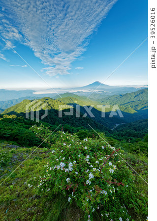 夏の丹沢・塔ノ岳のノイバラの花と富士山 39526016
