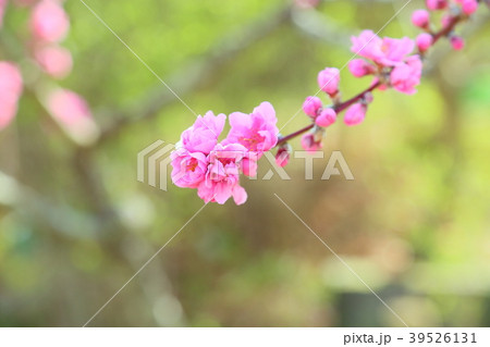 ハナモモの花 39526131