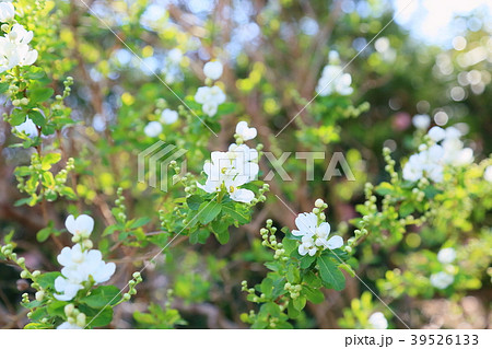 リキュウバイの花 39526133