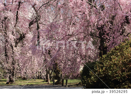 京都の元離宮二条城内にあるしだれ桜です 京都の元離宮二条城内にあるしだれ桜です 39526295