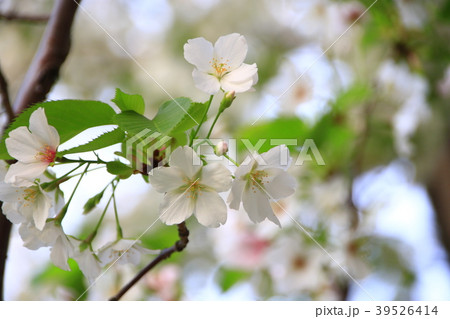 桜、公園、散り始め 桜、公園、散り始め 39526414