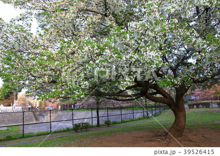 大きい桜の木、公園、散歩 39526415