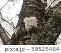 桜　一房 39526464