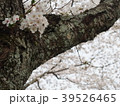 桜　一房 39526465