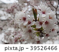 桜　一房 39526466