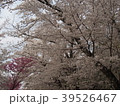 桜　一面 39526467