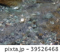 水面 39526468