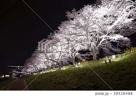 一目千本桜のライトアップ2018 一目千本桜のライトアップ2018 39526488