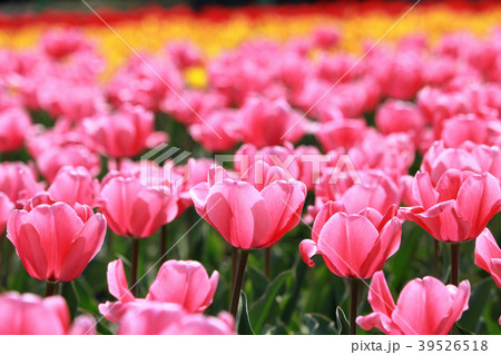 チューリップ畑（東京都羽村市） 39526518