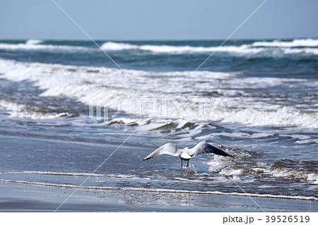 砂浜とゆりかもめ 39526519