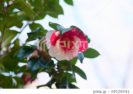 ツバキの花 39526591