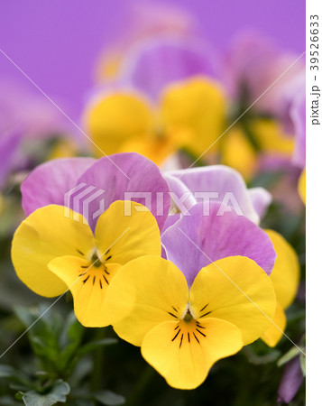 ビオラの花 39526633