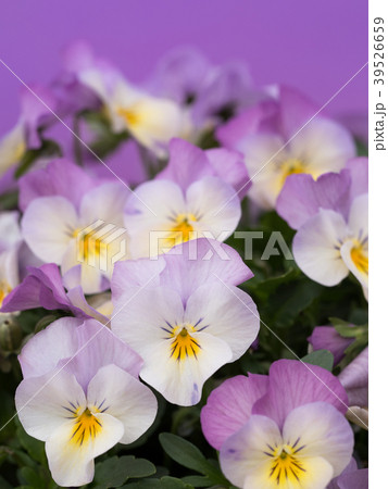 ビオラの花 39526659