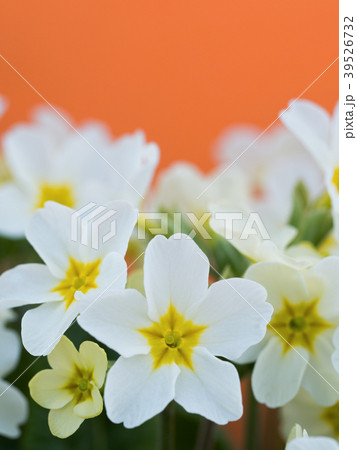 プリムラの花 プリムラの花 39526732