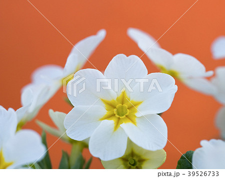 プリムラの花 プリムラの花 39526733