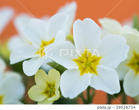 プリムラの花 プリムラの花 39526734