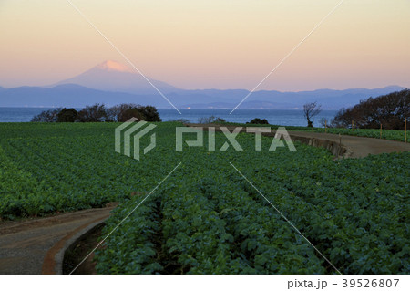 田園風景(神奈川県、三浦市、秋) 田園風景(神奈川県、三浦市、秋) 39526807