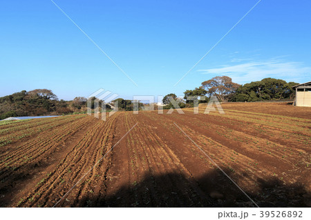 田園風景(神奈川県、三浦市、秋) 田園風景(神奈川県、三浦市、秋) 39526892