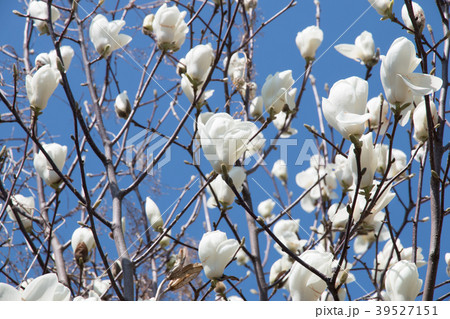 ハクモクレン 39527151