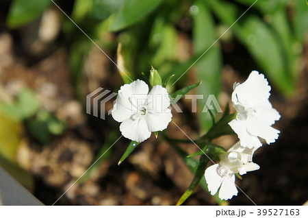 ナデシコ 39527163