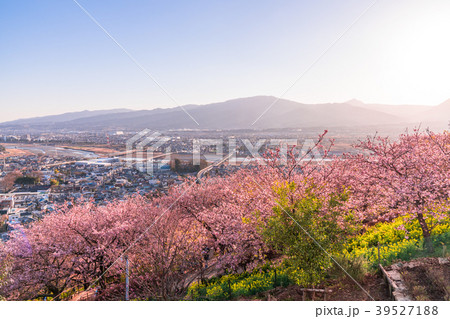 《神奈川県》満開の河津桜・見下ろす街並み 39527188