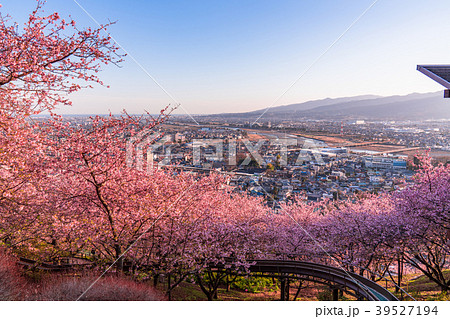 《神奈川県》満開の河津桜・見下ろす街並み 39527194