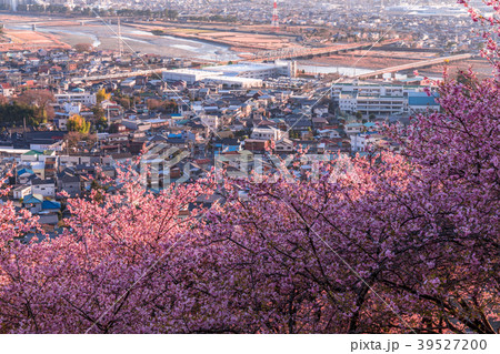 《神奈川県》満開の河津桜・見下ろす街並み 《神奈川県》満開の河津桜・見下ろす街並み 39527200