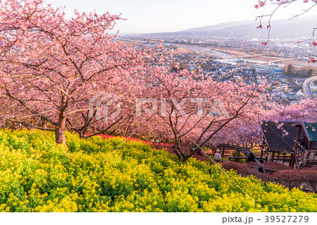 《神奈川県》満開の河津桜・見下ろす街並み 《神奈川県》満開の河津桜・見下ろす街並み 39527279
