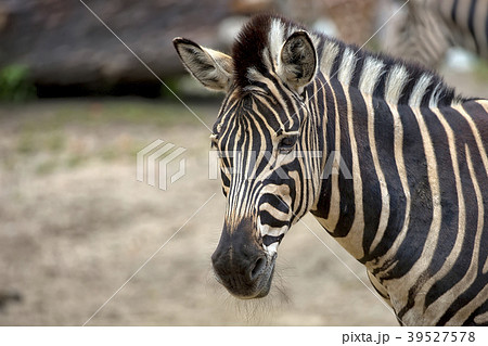 Zebra, a portrait  39527578