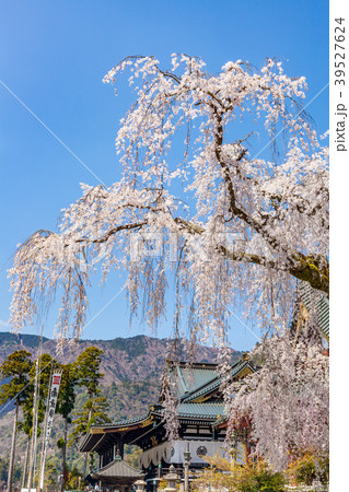 身延山久遠寺のしだれ桜 枝垂れ桜の写真素材