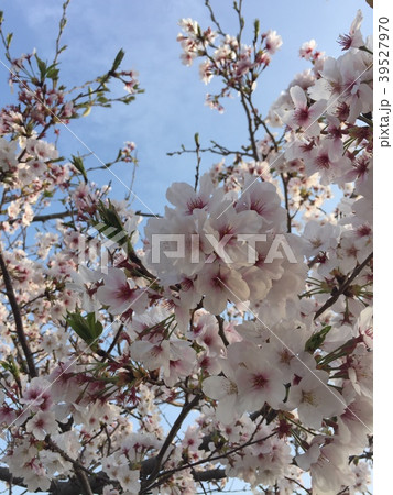 桜 39527970