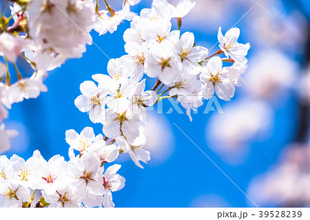 桜・満開 39528239