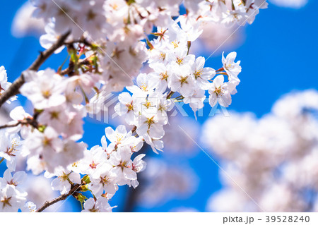 桜・満開 桜・満開 39528240