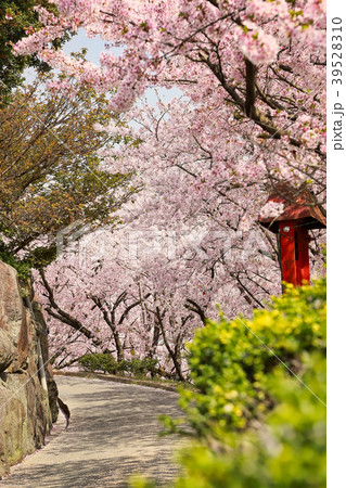 朝日山 朝日山 39528310