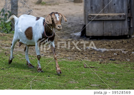 Goat on the farm  39528569