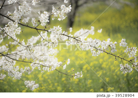 花 花 39528904