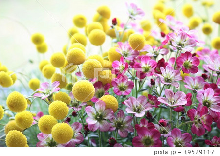 花ほたる 花ほたる 39529117