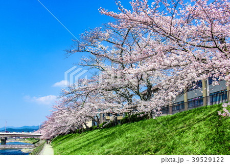 京都 高野川 桜 青空 京都 高野川 桜 青空 39529122