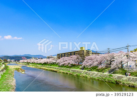 京都 高野川 桜 青空 京都 高野川 桜 青空 39529123